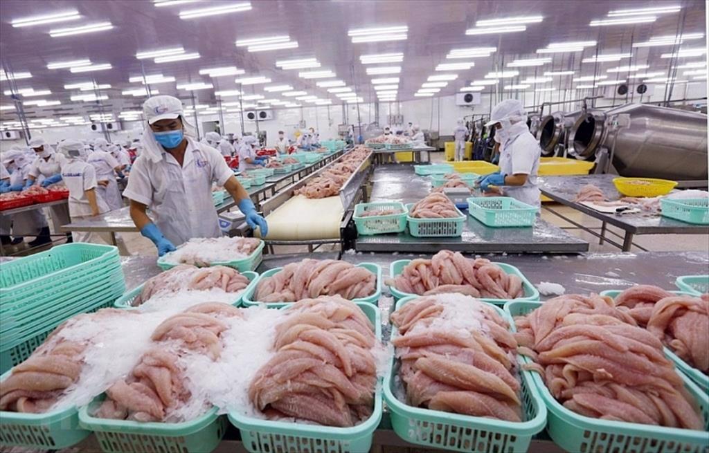 Công nhân đang sơ chế cá tra xuất khẩu tại nhà máy thủy sản Việt Nam nhằm đáp ứng yêu cầu thẩm định chuỗi cung ứng EU.